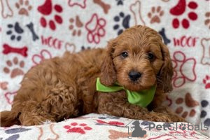 Photo №3. Beaux chiots Cavapoo Pour adoption gratuite. Allemagne