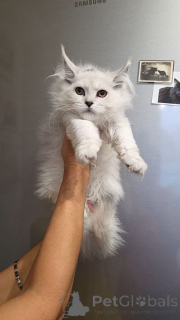 Photo №4. Je vais vendre maine coon en ville de Aalen. éleveur - prix - négocié