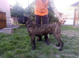 Photos supplémentaires: cane corso garçon à vendre