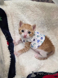 Photo №2 de l'annonce № 175592 de la vente scottish fold - acheter à Grèce éleveur