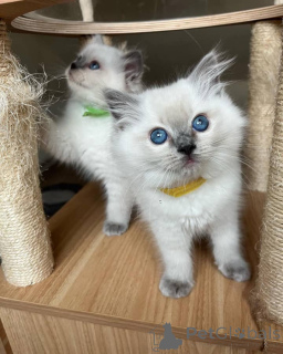 Photo №3. Magnifiques petits chatons de ragdolls. USA