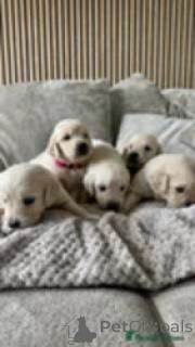 Photo №3. Chiots dorés. Georgia