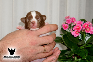 Photo №2 de l'annonce № 6417 de la vente chihuahua - acheter à Fédération de Russie de la fourrière