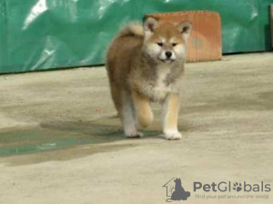 Photo №3. Akita japonais, chiots. Serbie