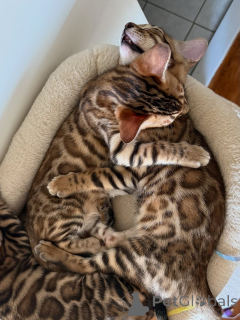Photo №3. Tillgängliga Bengal Kattungar jusqu'à Salu. Allemagne