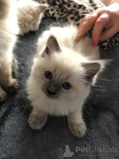 Photo №4. Je vais vendre ragdoll en ville de Sydney. annonce privée - prix - 331€