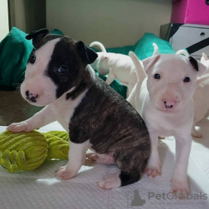 Photo №2 de l'annonce № 109162 de la vente bull terrier - acheter à Allemagne annonce privée