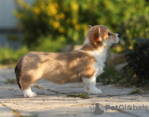 Photos supplémentaires: Chiots Welsh Corgi Pembroke