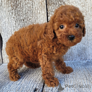 Photo №2 de l'annonce № 163914 de la vente caniche (jouet) - acheter à La Grande-Bretagne annonce privée