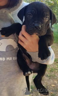 Photo №2 de l'annonce № 28401 de la vente cane corso - acheter à Georgia 