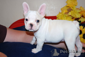 Photo №4. Je vais vendre bouledogue en ville de Гамбург. annonce privée - prix - 360€