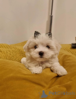 Photo №1. bichon maltais - à vendre en ville de Dußlingen | 350€ | Annonce №178873