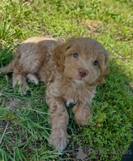 Photo №4. Je vais vendre chien bâtard en ville de Munich. éleveur - prix - négocié