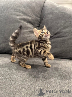 Photo №2 de l'annonce № 152751 de la vente bengal - acheter à Suisse annonce privée