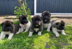 Photo №2 de l'annonce № 18133 de la vente akita (chien) - acheter à La Grande-Bretagne annonce privée