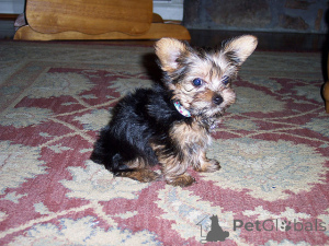 Photo №2 de l'annonce № 139940 de la vente yorkshire terrier - acheter à Allemagne annonce privée