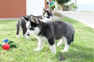 Photo №3. Le Husky sibérien bleu aime une nouvelle maison. Allemagne
