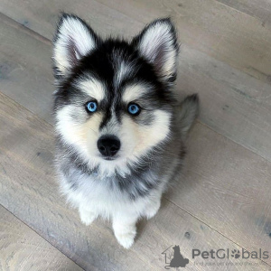 Photo №1. husky de sibérie - à vendre en ville de Oulu | négocié | Annonce №94437