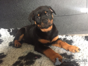 Photo №2 de l'annonce № 47501 de la vente rottweiler - acheter à Allemagne annonce privée