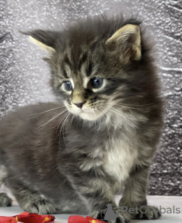 Photo №1. maine coon - à vendre en ville de Baden-Baden | 450€ | Annonce № 163326