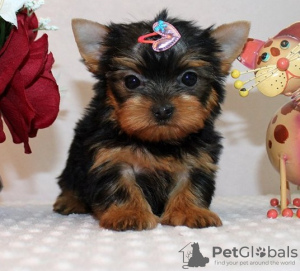 Photo №1. yorkshire terrier - à vendre en ville de Берлингероде | Gratuit | Annonce №123896