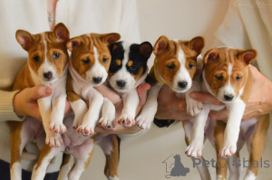 Photo №1. basenji - à vendre en ville de Alicante | 300€ | Annonce №172886