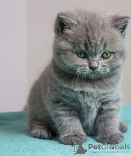 Photo №3. Chatons British Shorthair Business WhatsApp 37256062792. La finlande