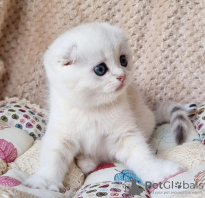 Photo №2 de l'annonce № 100129 de la vente scottish fold - acheter à USA annonce privée