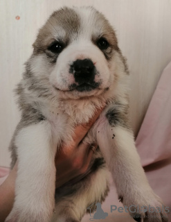 Photos supplémentaires: Chiots de berger d'Asie centrale