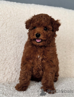 Photo №1. bichon maltais, caniche (jouet) - à vendre en ville de Six Mile | négocié | Annonce №143781