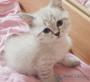 Photo №4. Je vais vendre scottish fold en ville de Trier.  - prix - 400€