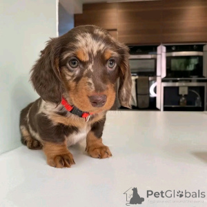 Photo №4. Je vais vendre teckel en ville de Berlin. éleveur - prix - 500€