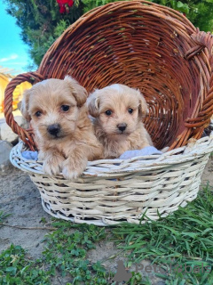 Photo №3. Chiots Maltipoo. Serbie