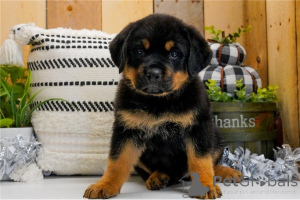 Photo №1. rottweiler - à vendre en ville de Naudeurs | 350€ | Annonce №170140