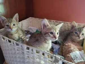 Photo №1. ocicat - à vendre en ville de Espoo | 500€ | Annonce № 166953