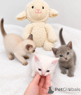 Photo №1. cornish rex - à vendre en ville de Philippsburg | 350€ | Annonce № 178033