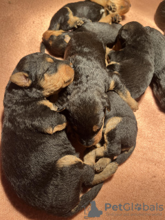 Photo №4. Je vais vendre airedale terrier en ville de Pleszew. éleveur - prix - 750€