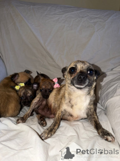 Photo №1. chien léopard catahoula - à vendre en ville de Uusimaa | 490€ | Annonce №168909