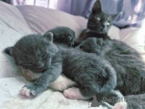 Photo №3. Chatons Bleus Russes Exotiques Garantie Santé 100% TICA Reg. La Lettonie