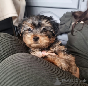 Photos supplémentaires: Chiots Yorkie à vendre