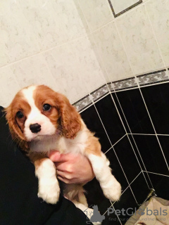 Photo №3. Cavalier King Charles Spaniels. Malte