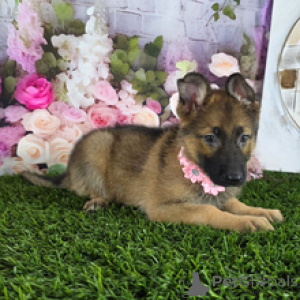 Photo №4. Je vais vendre berger allemand en ville de Houes. annonce privée, de la fourrière - prix - 775€