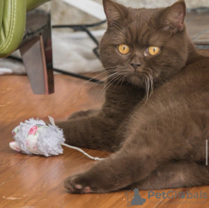 Photo №1. british shorthair - à vendre en ville de Berlin | 800€ | Annonce № 101796