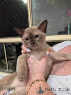 Photo №2 de l'annonce № 172700 de la vente burmese - acheter à Belgique annonce privée, éleveur