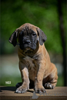 Photo №2 de l'annonce № 99736 de la vente cane corso - acheter à Serbie éleveur