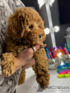 Photo №3. Caniche miniature abricot. Serbie