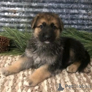 Photos supplémentaires: Adorable berger allemand dressé à la propreté