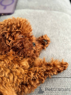 Photo №1. caniche (jouet) - à vendre en ville de Brighton et Hove | 500€ | Annonce №154728