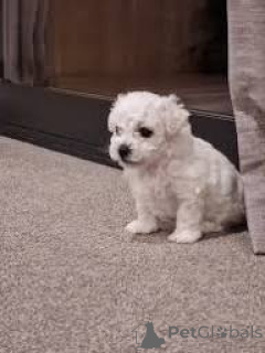 Photo №3. Bichon Frisén pennut valmiina uusiin koteihin. La finlande