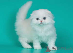 Photo №1. scottish fold - à vendre en ville de Valence de Alcántara | négocié | Annonce № 178766